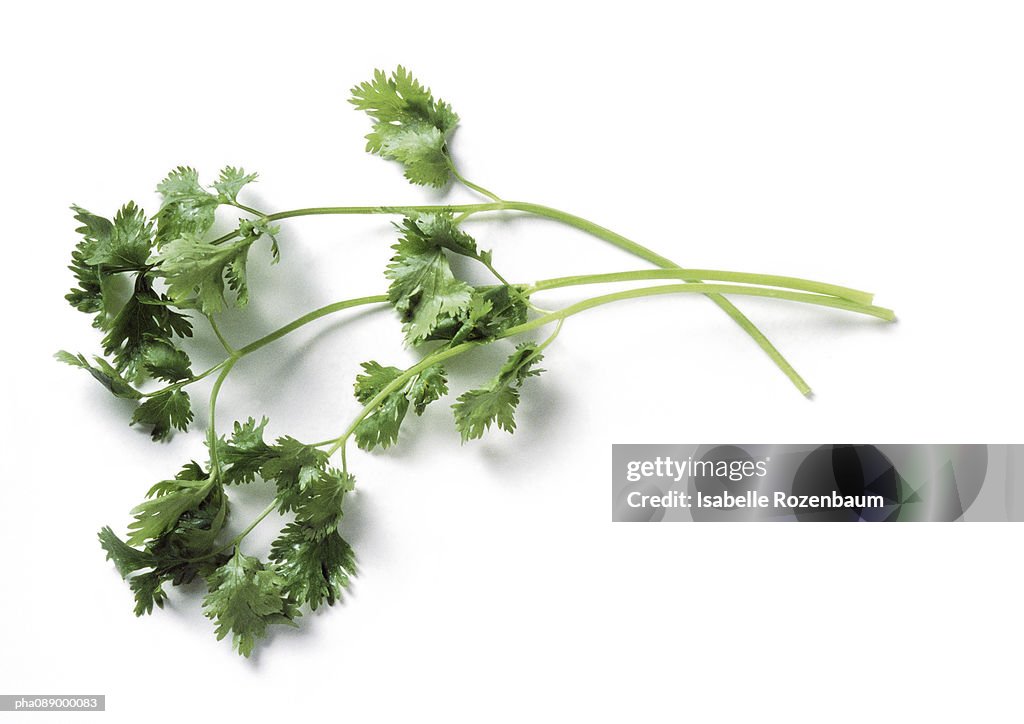 Stems of cilantro, full length