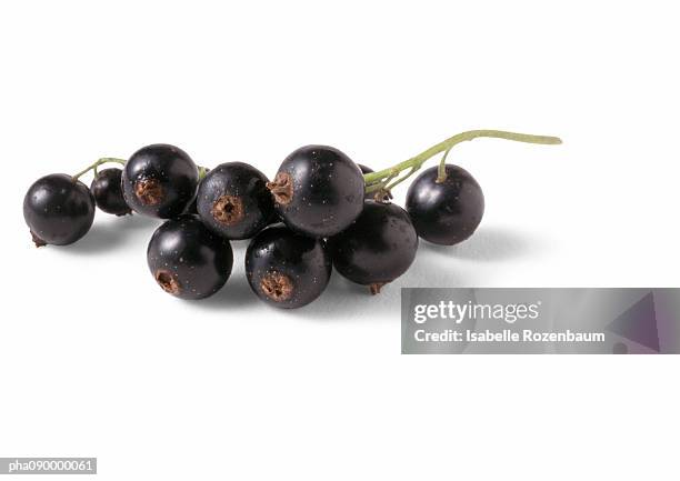 blackcurrants in cluster, white background - grosella fotografías e imágenes de stock