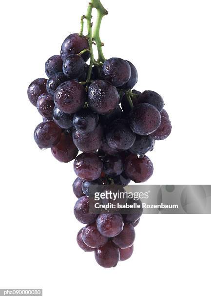 bunch of grapes, white background - grappe de raisin photos et images de collection