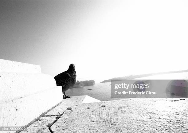 pigeon, blurred, b&w. - birds b w stock pictures, royalty-free photos & images