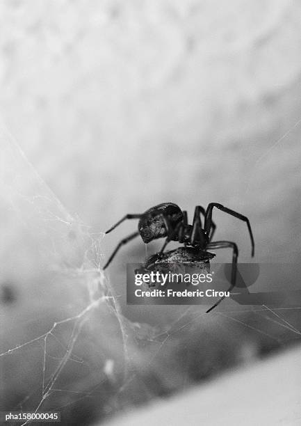 spider on web, b&w. - arachnid stockfoto's en -beelden