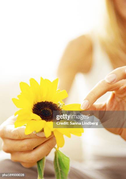woman plucking petals from flower, close up. - 花びら占い ストックフォトと画像