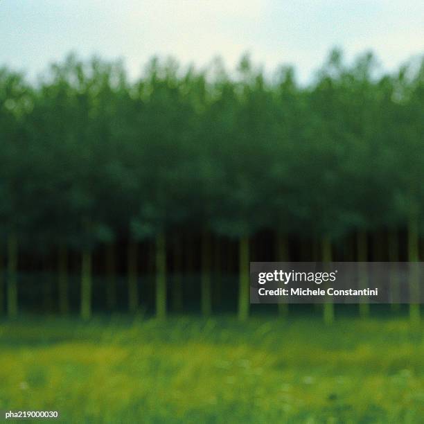 woods behind clearing, blurred. - intersected stock pictures, royalty-free photos & images