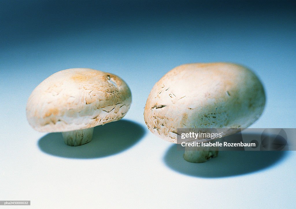 Mushrooms, close-up