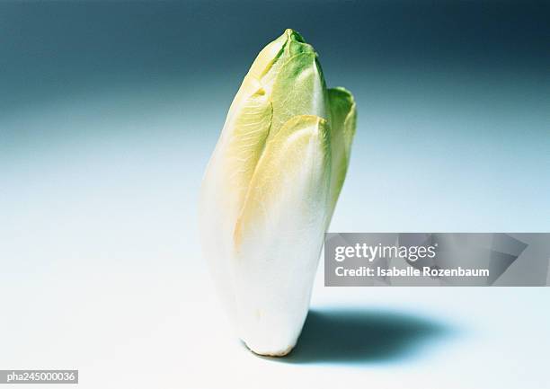 endive, close-up - endivie stock-fotos und bilder