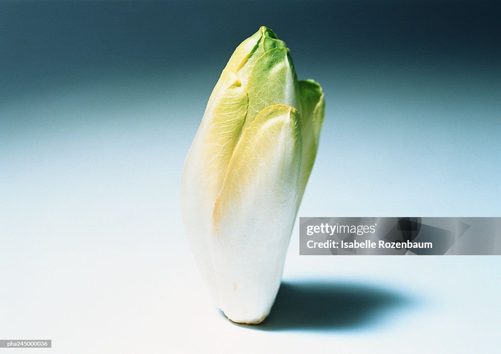 Endive, close-up