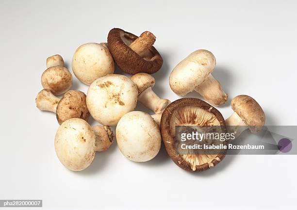 various mushrooms - crimini mushroom stock pictures, royalty-free photos & images