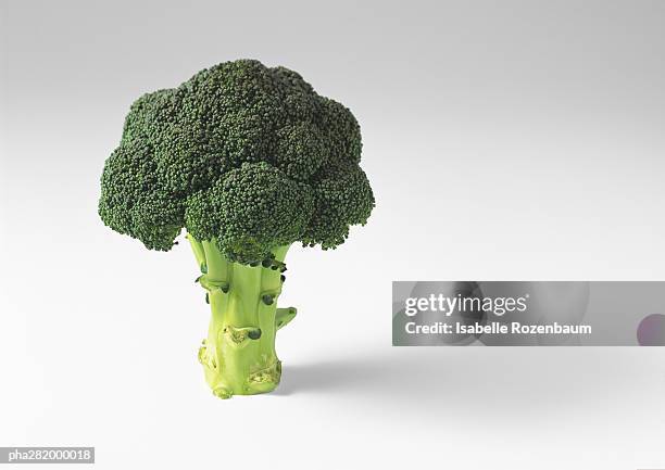 broccoli - broccoli white background stock-fotos und bilder