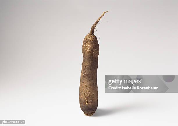 manioc - cassava bildbanksfoton och bilder