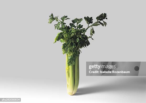 celery - bleekselderij stockfoto's en -beelden