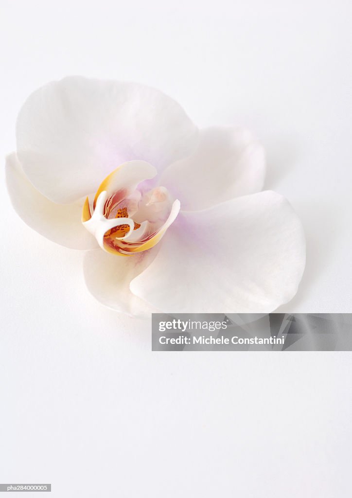 Orchid flower, close-up