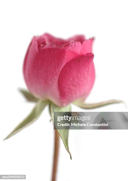 pink rose, close-up - sepal stock pictures, royalty-free photos & images