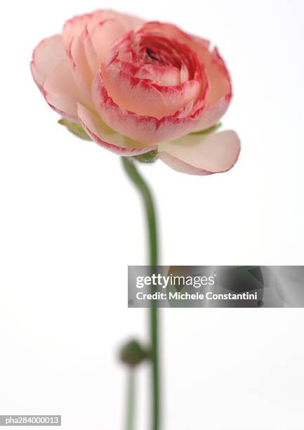 ranunculus flower - ranunculales stock pictures, royalty-free photos & images