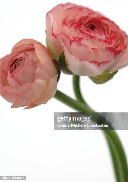 ranunculus flowers, close-up - ranunculales stock pictures, royalty-free photos & images