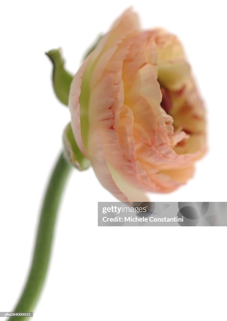 Ranunculus flower, close-up