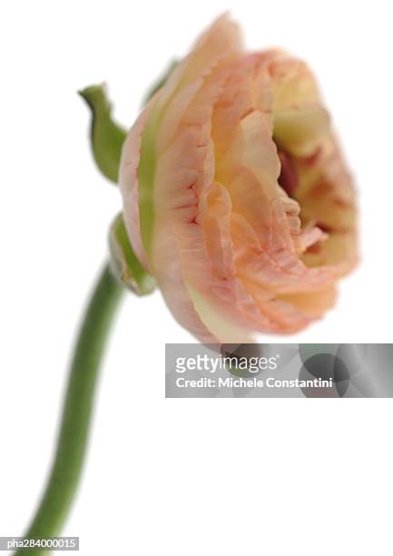 ranunculus flower, close-up - ranunculales stock pictures, royalty-free photos & images