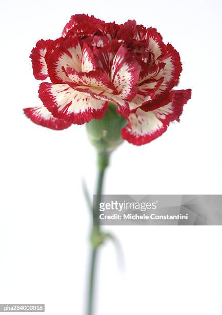 variegated carnation, close-up - couleur des végétaux photos et images de collection