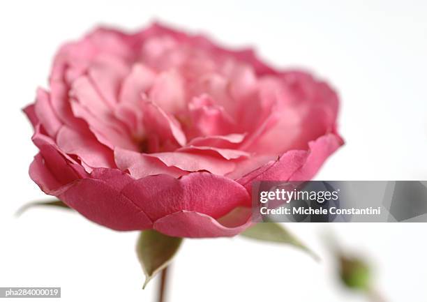 pink rose in bloom, close-up - kelkblaadje stockfoto's en -beelden