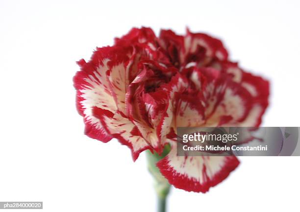variegated carnation, close-up - couleur des végétaux photos et images de collection