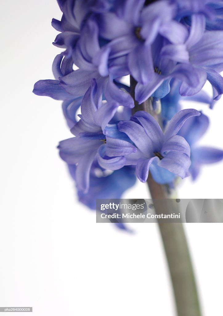 Hyacinth, close-up