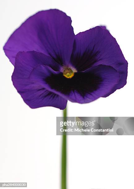 pansy, close-up - violales stock pictures, royalty-free photos & images