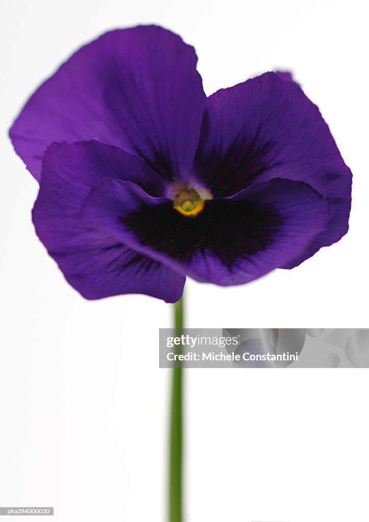 Pansy, close-up