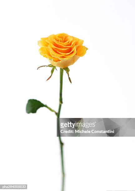 yellow rose - rose ストックフォトと画像