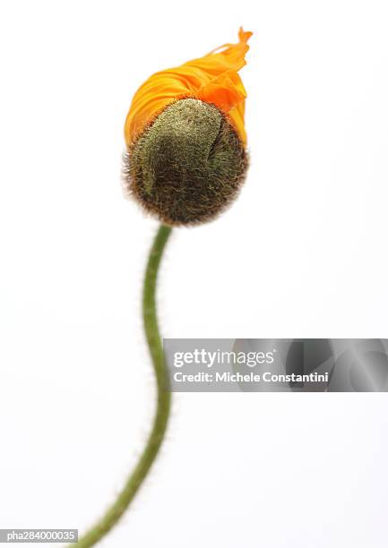 poppy - ranunculales stock pictures, royalty-free photos & images