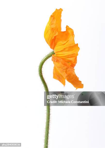 poppy - ranunculales stock pictures, royalty-free photos & images