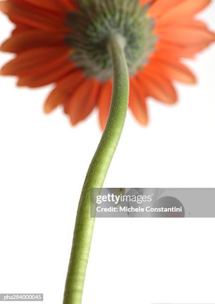 gerbera daisy - sepal stock pictures, royalty-free photos & images