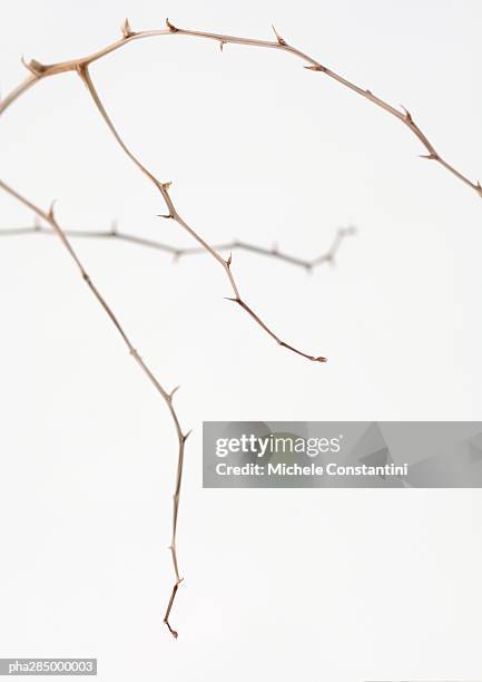 branches - doorn stockfoto's en -beelden