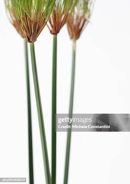Papyrus High-Res Stock Photo