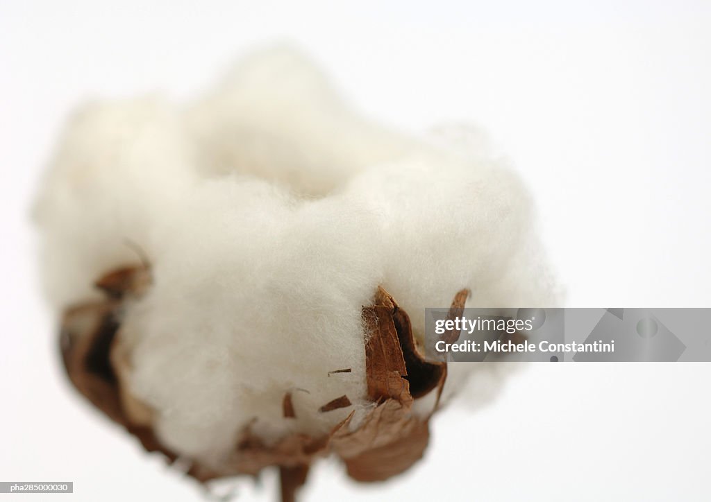 Cotton boll, close-up