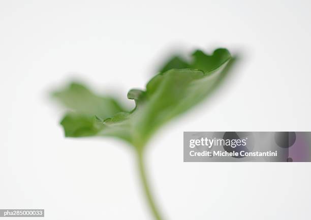 geranium leaf, close-up - géranium photos et images de collection