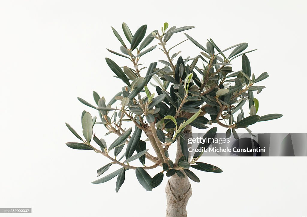 Olive tree