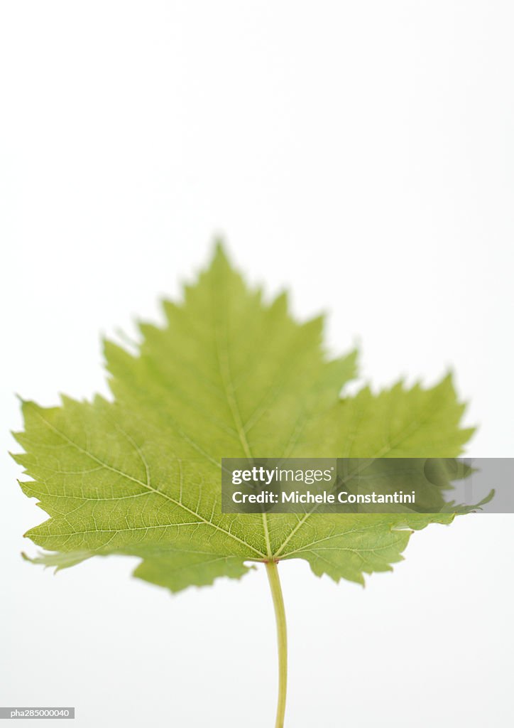 Maple leaf, close-up