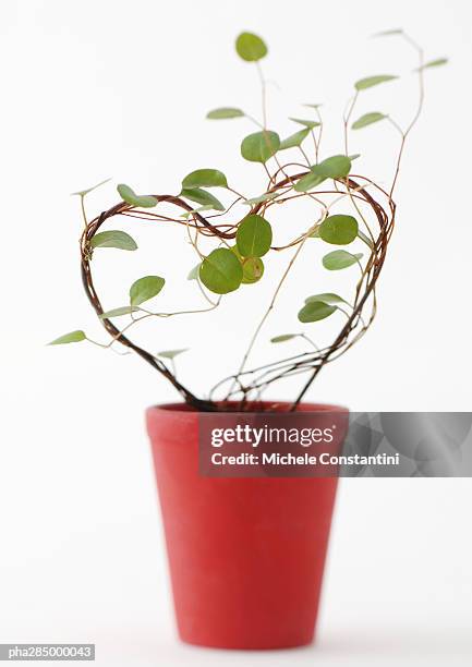 heart-shaped topiary - flora condition stock pictures, royalty-free photos & images