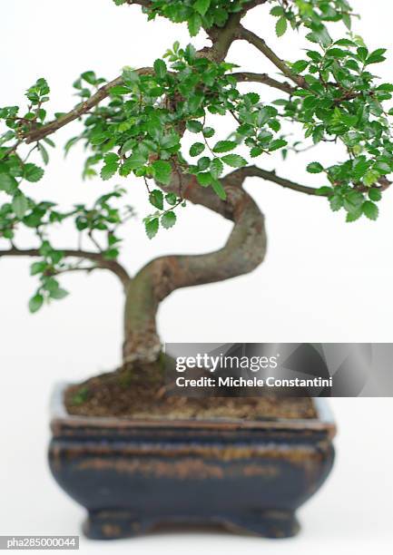 bonsai - entorno de flora fotografías e imágenes de stock