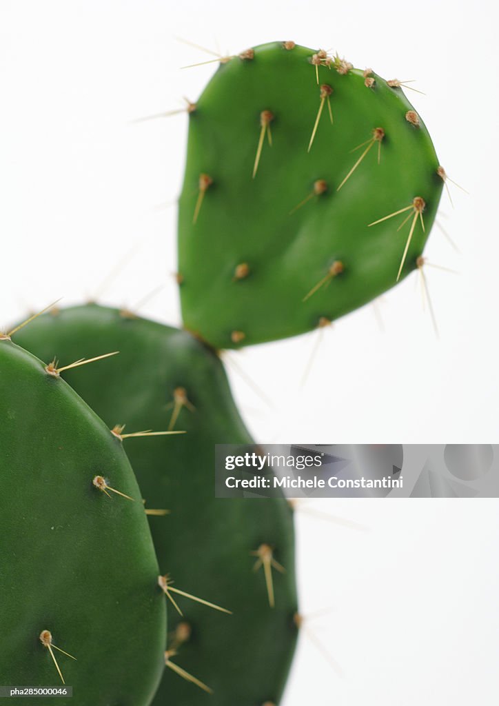 Prickly pear cactus, close-up