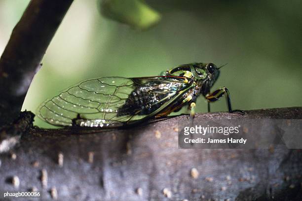 cicada - halvvingar bildbanksfoton och bilder