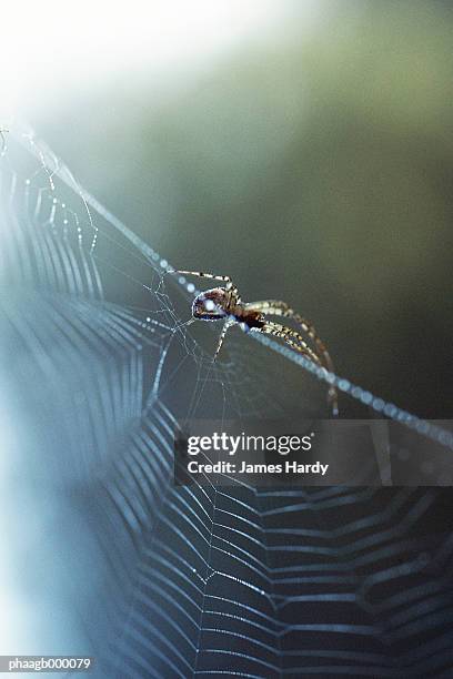 spider on spider web - arachnid stockfoto's en -beelden