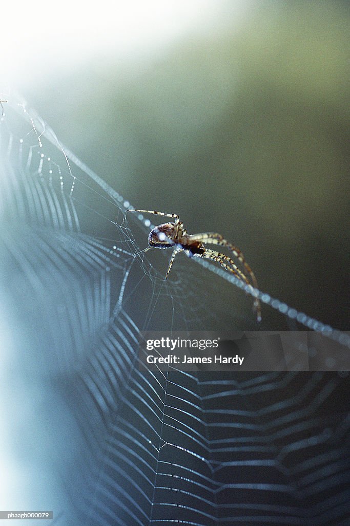 Spider on spider web