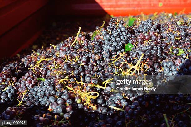 harvested syrah grapes - shiraz traube stock-fotos und bilder