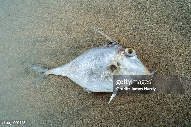 dead fish on sand - suffocated imagens e fotografias de stock