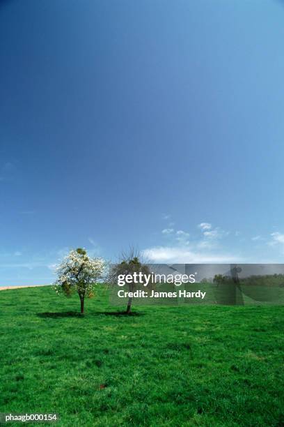 two trees in a field - plant condition stockfoto's en -beelden