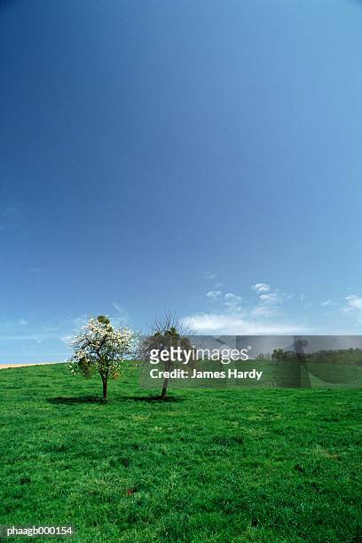 two trees in a field - flora condition stock pictures, royalty-free photos & images