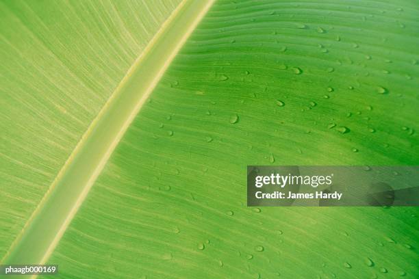 drops of water on banana leaf, close-up - plant condition stockfoto's en -beelden