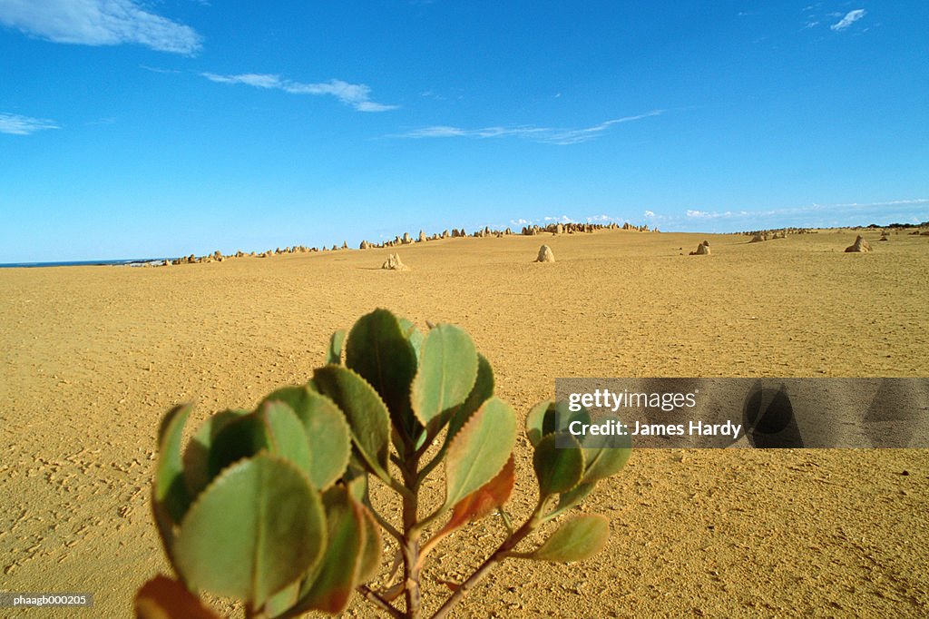 Australia, Pinnacles Desert