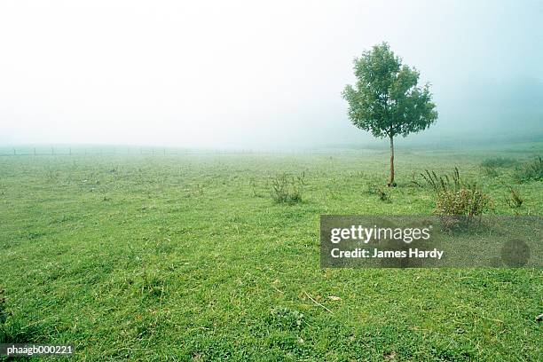 meadow - 植物の状態 ストックフォトと画像