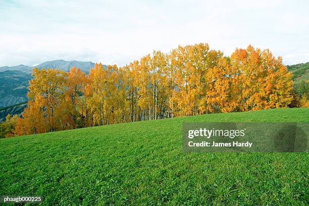 field in autumn - flora condition stock pictures, royalty-free photos & images